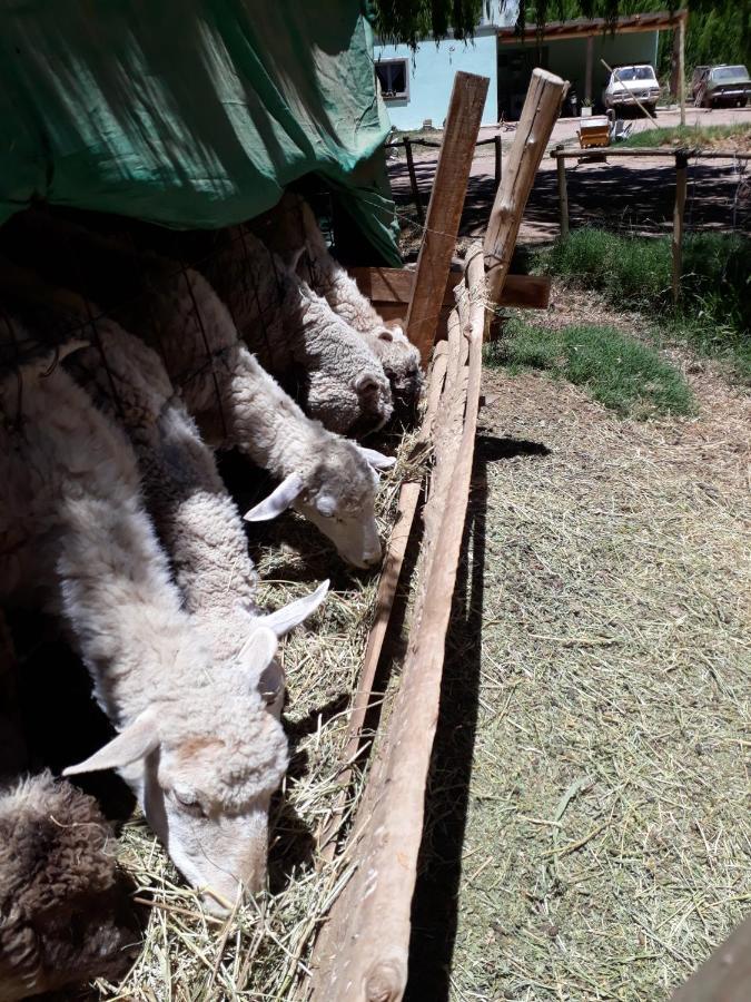 Complejo Los Enamorados Calingasta Kültér fotó